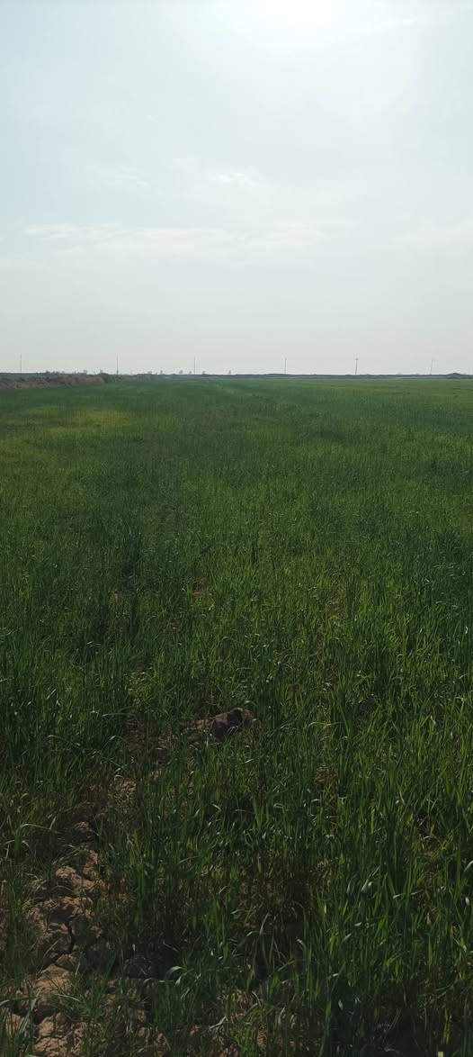 ارض 40 دونم تنباع مرعى چاير حلال موقعها ذنايب شاخة العيسى مجاوره السبيس واسط للأستفسار الأتصال بالارقام
***********
***********
