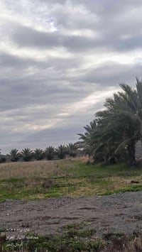 ٤ دونم • طابو ملك صرف • التاجي الشيخ عامر