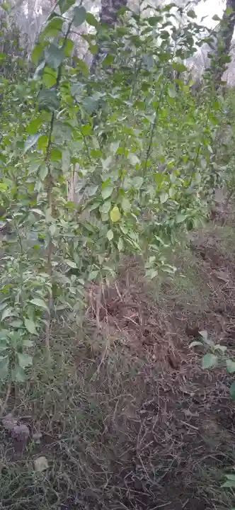 السلام عليكم متوفر شتل من النارنج ابو الطينه أرتفاع من متر ونص الى مترتين ويوجد كصات من النارنج منها الصغير ومنها الكبير وكلمن بسعرة في منطقة الشيخ حمد (لأستفسار أكثر خاص)


**إذا كنت صاحب هذا الإعلان وتريد حذفه لأي سبب، رجاءا أرسل رسالة إلى الدعم الفني**