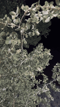 سلام عليكم بي ام البيع موديل ٩١حجم ٥٢٥اصل بليته وسنويه رقم بغداد بسمي سياره خير من الله بيها رجفه قليله تخم تاير ويل جديد خليه الصلي داخل حلوو جلد اسود مكاني الطيفيه سعر ٧٧بيها مجال بصيط ‭٠٧٥١ ٩٤٦ ٩٢٧١‬ 
*********** بيهن واتساب ثنينهن
