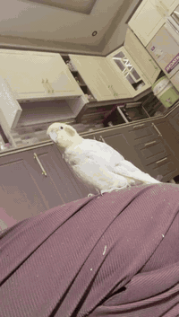 كوكتيل شكري فحل بدايه كلام ستوه بده يتعلم اليف طينه سعر اوالاستفسار وا...