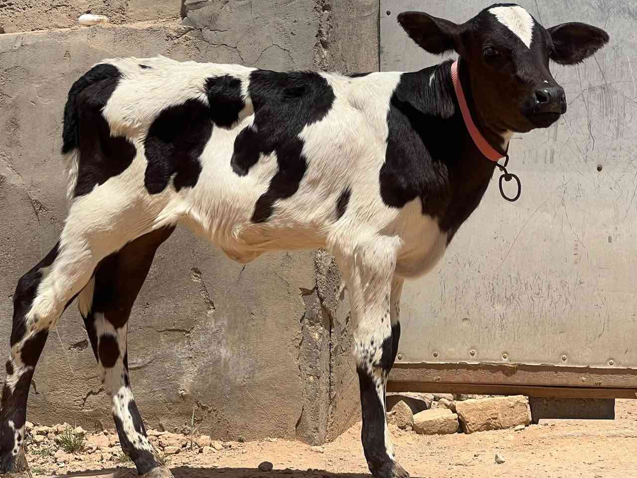 بسم الله ماشالله 
*********** بي واتساب 
اباجير هولشتاين توم اخوات عرايس 
من ام أصيلة فول مواصفات مال جني 

مكان السماوة
