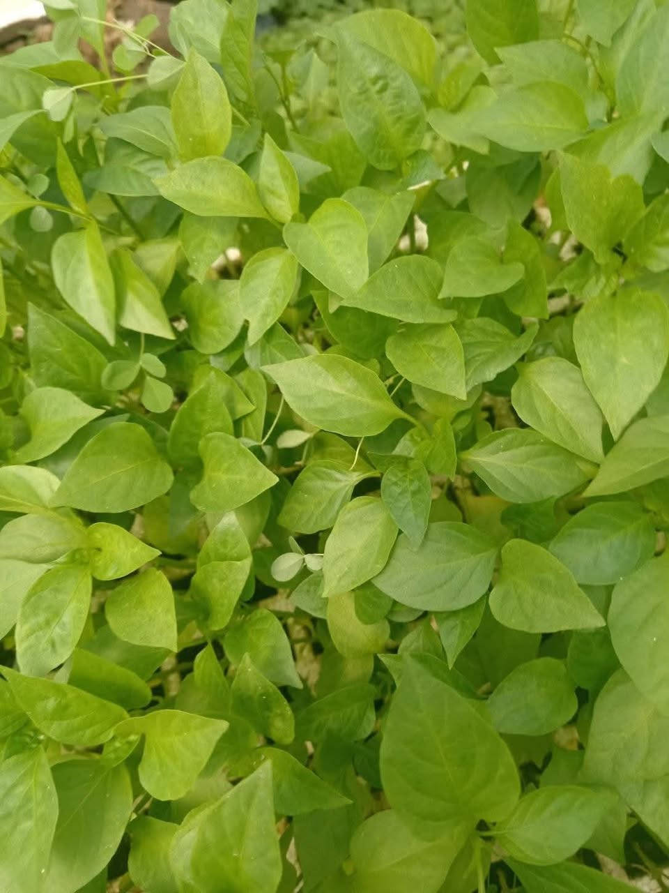 السلام عليكم لقد تم وصول الى مشتل بركات الزهراء الدايات الباذنجان السوري ابو المشط والفلفل الحار والفلفل البارد والطماطة العنوان الديوانية الشافعية منطقة المعمل للإستفسار الاتصال على الأرقام التالية ***********او ***********او *********** زورونا لتجدو كل ما هو جديد ونادر
