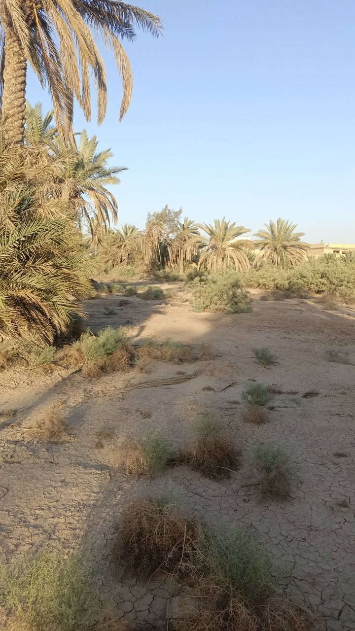 بستان دونمين ع طريق الدغاره خلف جامع زبيد يبعد ع الشارع 150م سند 25
***********
