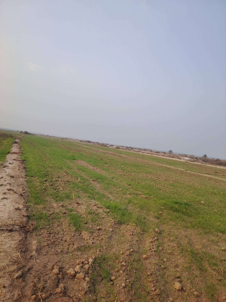 ارض طابو زراعي سند 25
محافظة بابل خلف جامعه بابل 
تبعد عن الجامعه ثلاث كيلو متر
المساحه 4 دوانم ونص 
تبعد عن التبليط 200 متر
التفاصيل *********** واتساب
