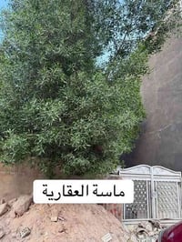 شارع فلسطين • محلة ٥٠٢ • ٢٢٥م