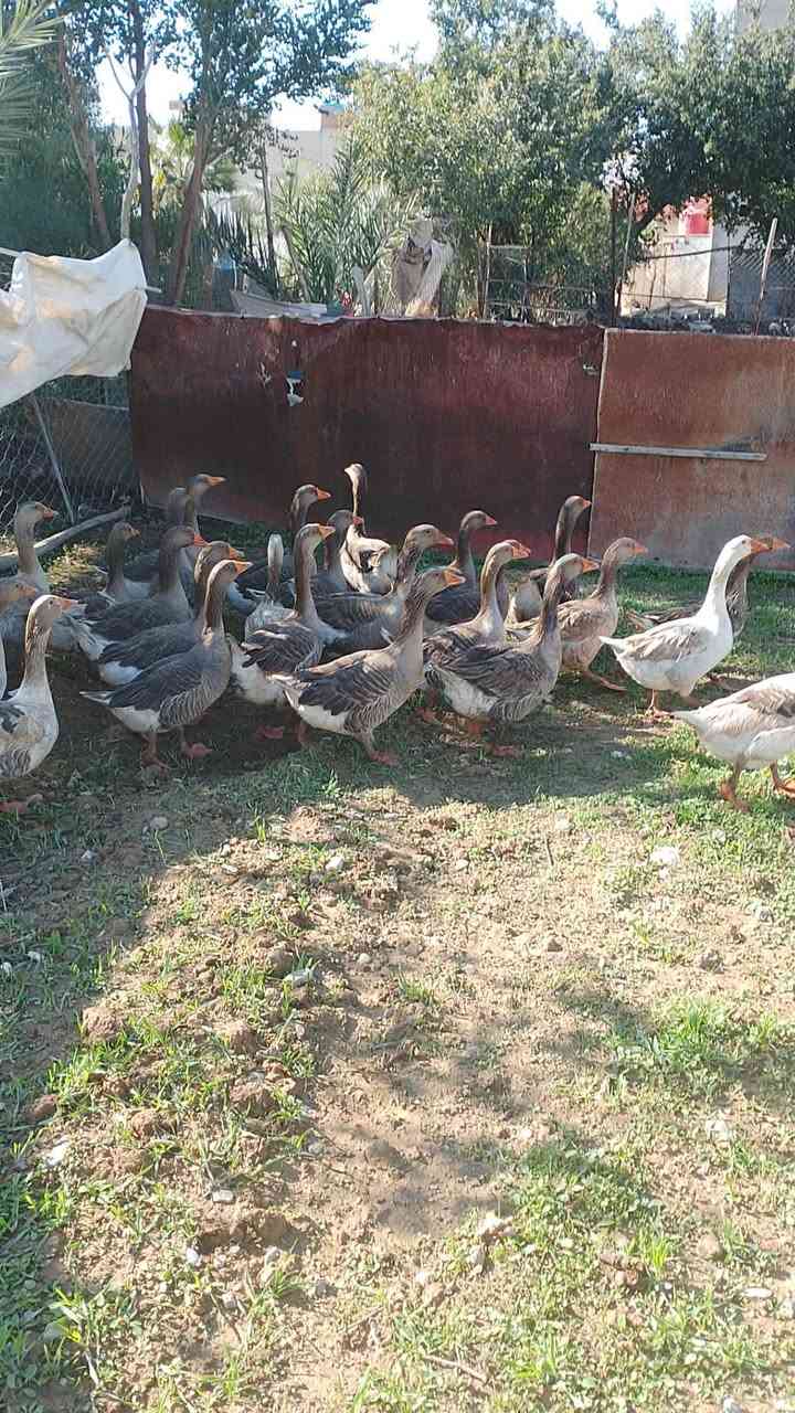 سلاو هاوريان ئەم قازانەبۆفروشتن شام وزرشامن کیلۆی ١٠ئەوەی ویستی بەیوەندی بەم ژمارەرەوە بکات ***********
