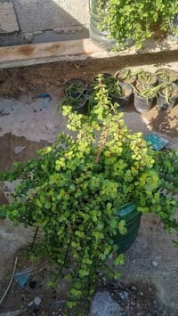 دمعة الطفل • أحجام حلوه • توصيل بغداد