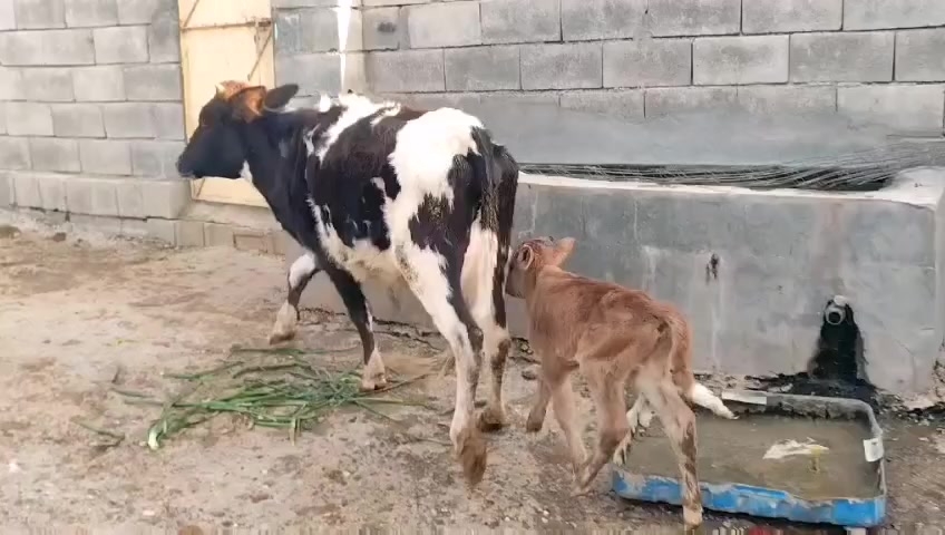 بجر ثاني بطن جواها حولي و علا كل عيب كلشي بشرط و السعر جدآ مناسب ***********
