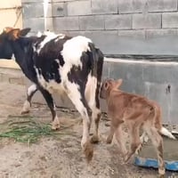 بجر ثاني بطن جواها حولي و علا كل عيب كلشي بشرط و السعر جدآ مناسب ٠٧٧٠٥...