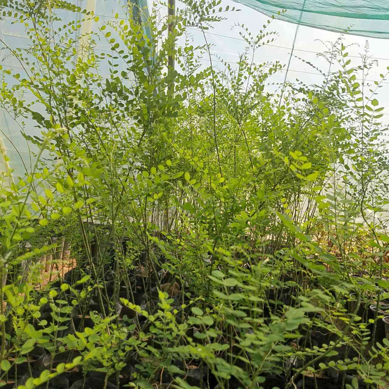 🌿🌳 إعلان مميز من مشتل الشاهين 🌳🌿

✨ متوفر الآن: شتلات شجرة صفيراء اليابان (السيفورا) ✨
شجرة الظل القوية والأنيقة التي تجمع بين الجمال والتحمل 🌞💚

🔹 تُعتبر شجرة **** من أفضل أشجار الزينة المستخدمة في تشجير الشوارع والحدائق، لما تمتاز به من قدرة عالية على التأقلم مع أجواء العراق والحرارة المرتفعة 🌡️🌿

━━━━━━━━━━━━━━━━━━━
🌟 مميزات الشجرة:
━━━━━━━━━━━━━━━━━━━
🌳 نمو متوسط إلى سريع وتكوين تاج واسع وكثيف
🌳 أوراق خضراء زاهية تعطي منظر جمالي طوال الموسم
🌳 ظل كثيف ومريح مثالي للأماكن المكشوفة
🌳 تتحمل الحرارة العالية والجفاف بشكل ممتاز
🌳 تتحمل التربة الفقيرة ونسبة من الملوحة
🌳 شجرة معمّرة تعيش لسنوات طويلة
🌳 مقاومة جيدة للأمراض والآفات

━━━━━━━━━━━━━━━━━━━
🌼 الإزهار والجمال:
━━━━━━━━━━━━━━━━━━━
✨ تزهر في فصل الصيف بأزهار بيضاء مائلة للصفرة
✨ أزهار عطرية تجذب النحل والحشرات النافعة 🐝
✨ تضيف لمسة جمالية راقية للحدائق والشوارع

━━━━━━━━━━━━━━━━━━━
🌿 الفوائد والاستخدامات:
━━━━━━━━━━━━━━━━━━━
🌱 مثالية لتشجير الشوارع والساحات العامة
🌱 تستخدم في الحدائق المنزلية والمنتزهات
🌱 تعمل كمصدات رياح وتقليل الغبار
🌱 تساهم في تلطيف الجو وخفض درجات الحرارة
🌱 من الأشجار المهمة لمربي النحل (مصدر رحيق جيد)
🌱 تدخل في بعض الاستخدامات الطبية التقليدية

━━━━━━━━━━━━━━━━━━━
📌 لماذا ننصح بزراعتها في بغداد؟
━━━━━━━━━━━━━━━━━━━
✔️ تتحمل الظروف القاسية والحر الشديد
✔️ لا تحتاج عناية كبيرة بعد التأسيس
✔️ تعطي ظل قوي خلال فترة قصيرة نسبيًا
✔️ مناسبة للمشاريع الزراعية والتشجير الواسع

━━━━━━━━━━━━━━━━━━━
💰 العرض:
━━━━━━━━━━━━━━━━━━━
✔️ أسعار مناسبة جداً
✔️ خصومات خاصة للكميات وأصحاب المشاتل

━━━━━━━━━━━━━━━━━━━
📍 مواقعنا:
━━━━━━━━━━━━━━━━━━━
📌 الفرع الأول: بغداد – الدورة
(الشارع المقابل لعلوة الرشيد قرب شركة دجلة للمشروبات الغازية خلف منطقة أبو دشير)

📞 ***********

📌 الفرع الثاني: بغداد – أبو غريب
(خلف بانزين خانة جوهرة العدنان)

📞 ***********

━━━━━━━━━━━━━━━━━━━
🚚 ملاحظة:
متوفر تجهيز كميات للمشاريع والتشجير مع إمكانية التنسيق المسبق 🌳

🔥 الكمية محدودة والطلب عالي… سارع بالحجز الآن!
اجعل حديقتك أكثر جمالاً وبرودة مع واحدة من أفضل أشجار الظل 🌿✨
