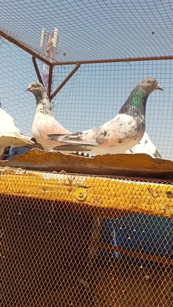 السلام عليكم شباب متاح هذا الحمام عشره ازواج ابيعه شلع بيعه وحده الي يريده يراسلني خاص وبي خير ويدلل وهاي بس الطواير الفحل مامصورهن


**إذا كنت صاحب هذا الإعلان وتريد حذفه لأي سبب، رجاءا أرسل رسالة إلى الدعم الفني**