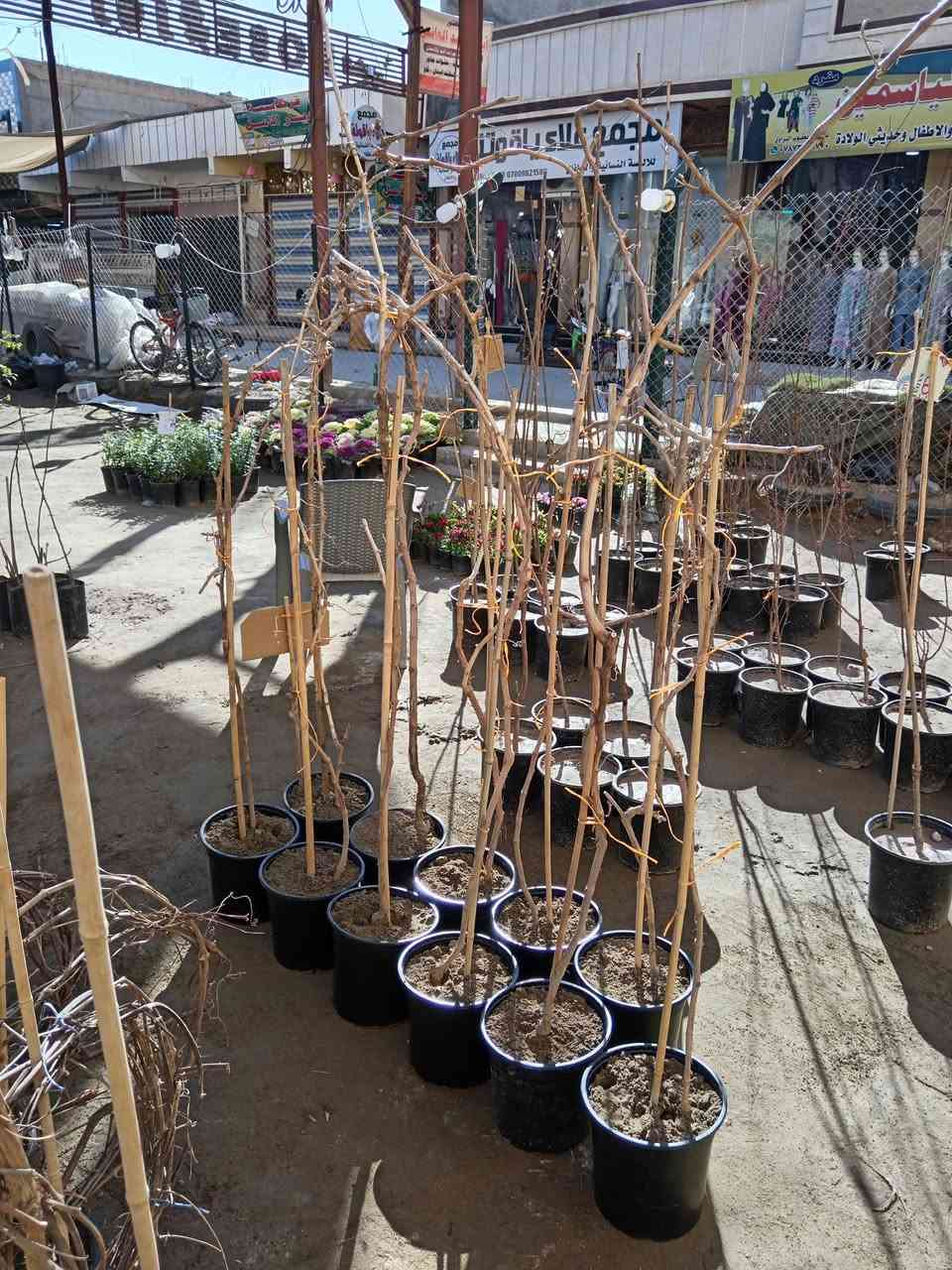 السلام عليكم 🩵

متوفر اشجار عنب صنف عجمي 

ارتفاع الشجرة مترين السعر 8.000 الاف 

#العنوان_القائم_حصيبة 
شارع ابو رندة القديم شارع صيدلية النبع مقابل قرطاسية ديار الأمل 

الإتصال *********** مشتل ابوبكر
