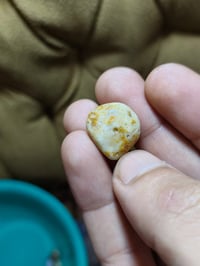 ملاقط • مجاني • هديه