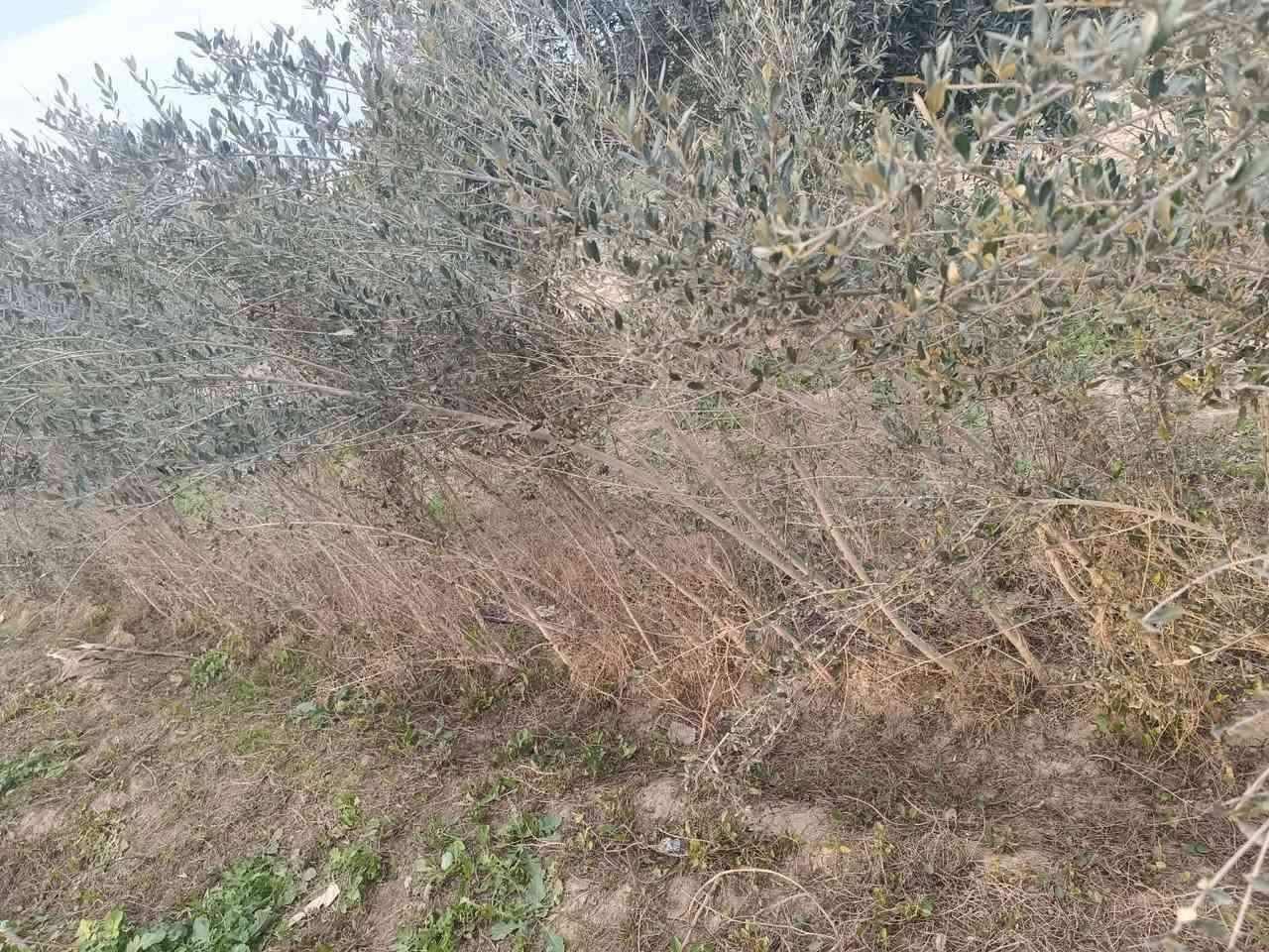 سلام عليكم
شتل زيتون نوع  خستاوي 
عمره 5سنوات 
سعر ستل ٣ الف 
عنوان  موصل  ناحيه بعشيقه
***********
