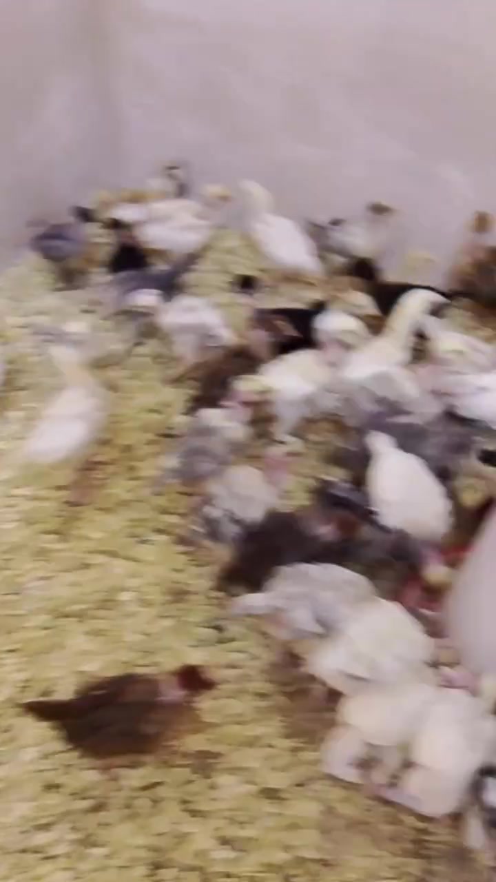 متاح افراخ ابو ركيبه وعادي شرط الصحه والنضافه العمر اكثر من شهر س ع ر الزوج 6500 العنوان كركوك الفيلق سوق دبي ‏‪***********‬‏
