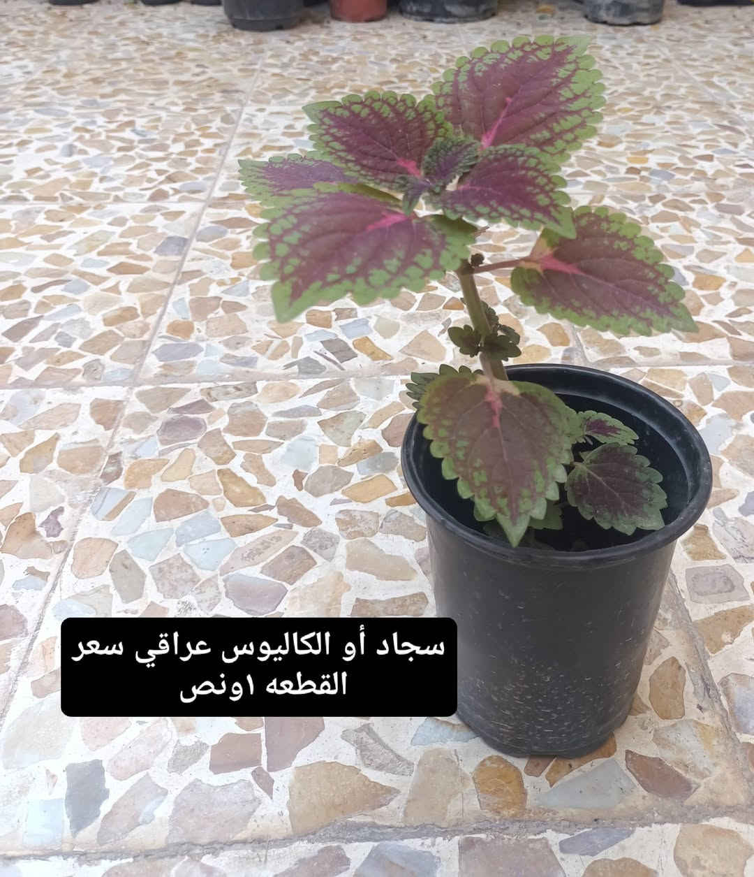 بسم الله الرحمن الرحيم
اخر ما تبقى من الوجبة وبعض النباتات الجديدة 
العنوان موصل حي السماح الثانية قرب مدرسة الامام الزهري 
يوجد لدينا توصيل ايمن أربعة ايسر ثلاثة 
للمزيد من المعلومات والتفاصيل التواصل على الخاص او اكتب تم واجيك خاص او قم بارسال طلب صداقه


**إذا كنت صاحب هذا الإعلان وتريد حذفه لأي سبب، رجاءا أرسل رسالة إلى الدعم الفني**