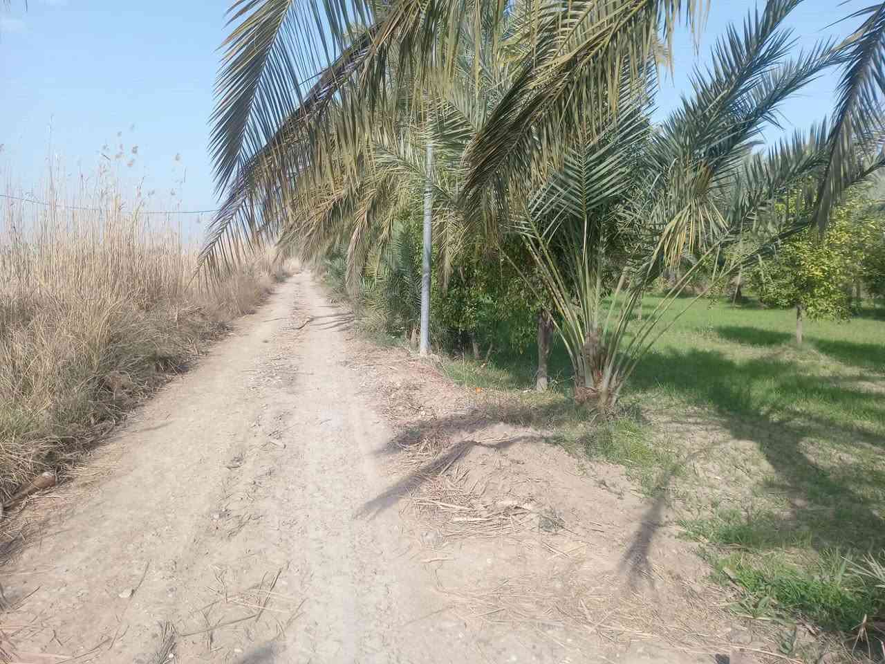 السلام عليكم 5 دونم بستان طابو كافه الخدمات ماء ساله ماء سقي كهرباء شارع مكان حلو ومرتب الصويره شارع المطار منطقه جبيل ارض جيده كما واضح با الصوره السعر خاص  *********** وتساب مدينه الصويره
