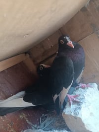 شوامل الزوج • مناسبات • نضيفات