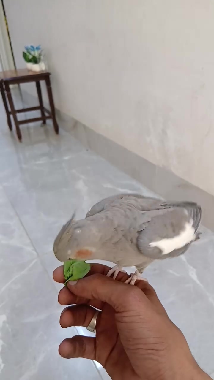 السلام عليكم متاح كوكتيل اليف طينه ينزل ياكل بصينيه شرط الصحه ونشاط نثيه فول السعر ادفع بمايرضي الله قبل ما يرضيك منواني موصل يارمجه الشرقيه للستفسار اكثر اتصل ودلل *********** بي وتساب
