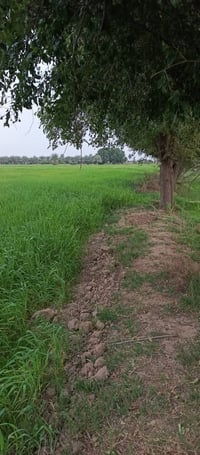 گصيبة الثانية • ١٦ دونم • أرض طابو