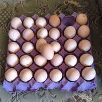 بيض تفقيس • هجين هراتي الماني • دجاج انكليزي