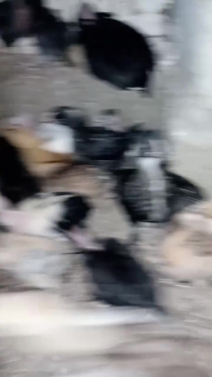متاح افراخ عرب  لاتصال *********** مكان شيخ حمد
