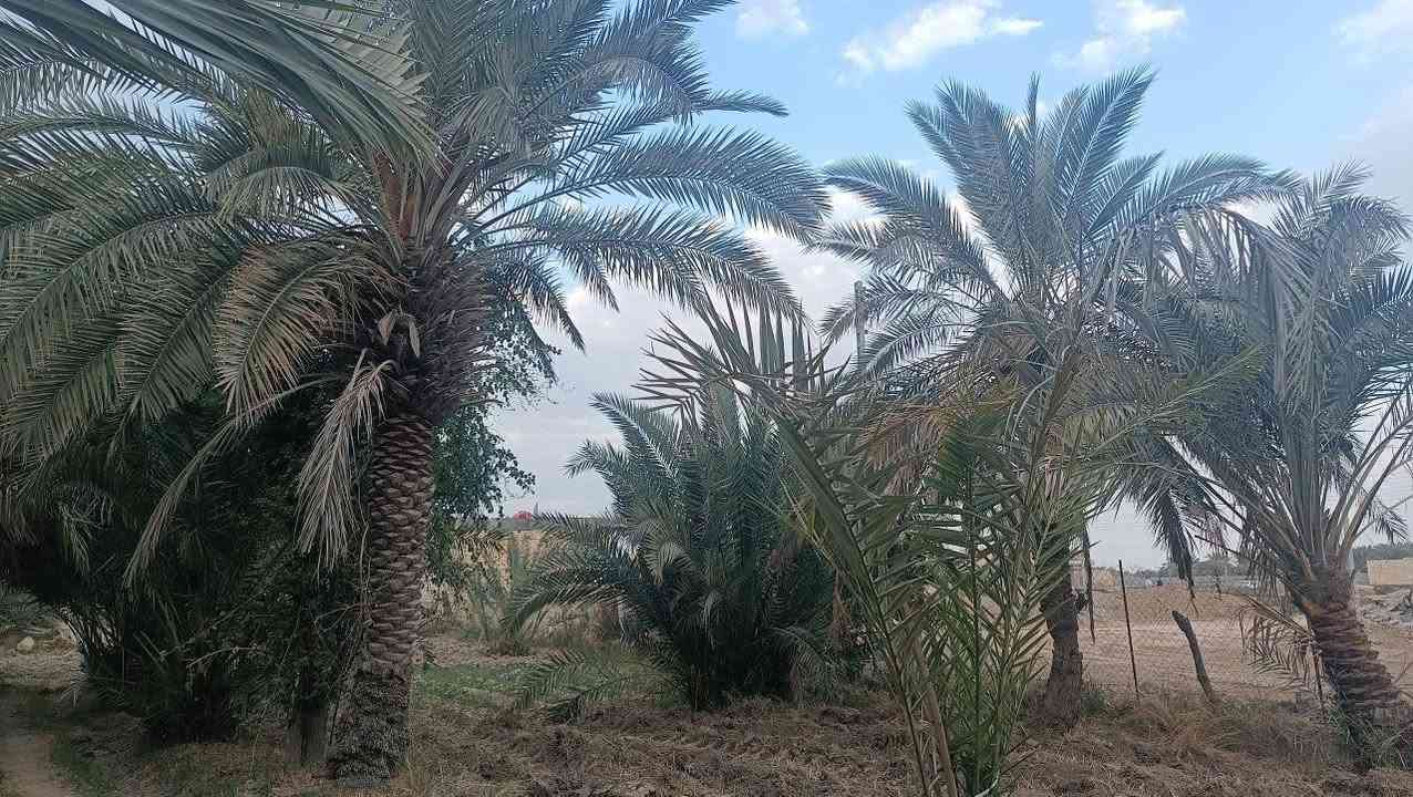 السلام عليكم
أرض زراعية للبيع تبعد عن جسر أبو حديبة تقريبا ٥٠٠م في سوق الشيوخ
مساحتها ١٣٩٠ م الواجهة على شارع تبليط  ونهايتها على شارع فرعي وكذلك معها مساحة تطل على نهر الفرات من يرغب بالشراء الأتصال على الرقم ***********
وكذلك توجد قطعة زراعية خلفها مساحتها ١٦١م
للبيع أيضا.
