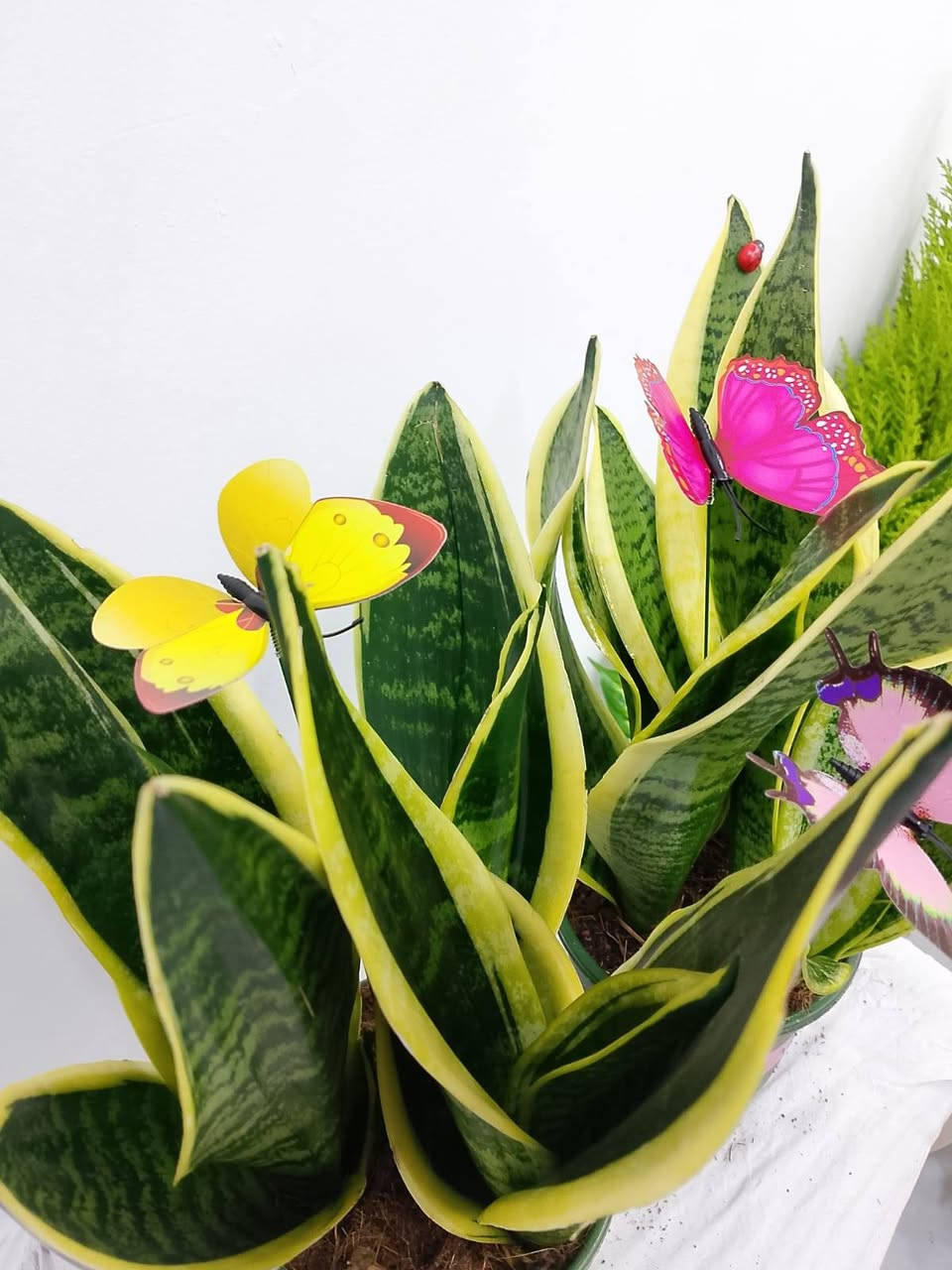 توصيل داخل كركوك الفين بس ليوم


**إذا كنت صاحب هذا الإعلان وتريد حذفه لأي سبب، رجاءا أرسل رسالة إلى الدعم الفني**