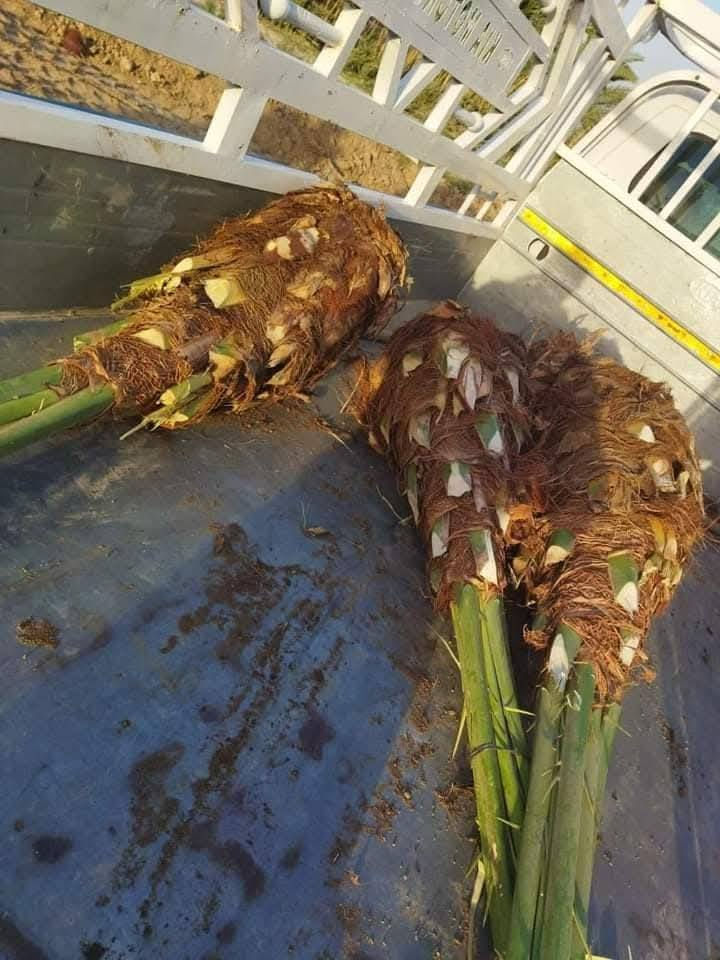 السلام عليكم يوجد لدينا كافة انواع النخيل البرحي المكتوم كنطار صلطاني تبرزن اصبع العروس اشويثي احمر خضراوي مندلي وكافة انواع ويوجد توصيل الى جميع المحافظات  الاستفسار الاتصال على الرقم (***********)
