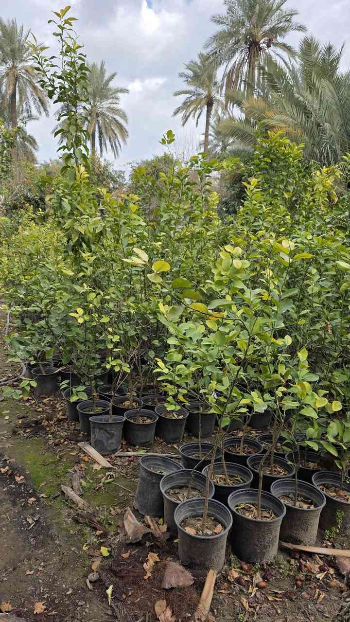 متوفر كافة انواع الزرع والحمضيات نارنج وبرتقال وليمون (نومي حامض) لالنكي بكافة انواعه وايضا متوفر ددونية الزرع كيس وسندان مطعم ع اصل نارنج من امه  ارتفاع للصدر وفوك
باسعار مناسبة جدا / للاستفسار ***********
العنوان بغداد
