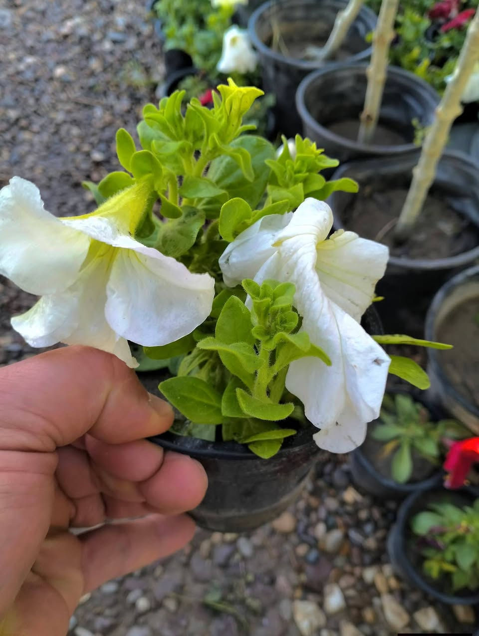 وصلت وجبه جديد من النباتات 
لطلب والاستفسار مراسلة الصفحه يوجد خدمة توصيل


**إذا كنت صاحب هذا الإعلان وتريد حذفه لأي سبب، رجاءا أرسل رسالة إلى الدعم الفني**