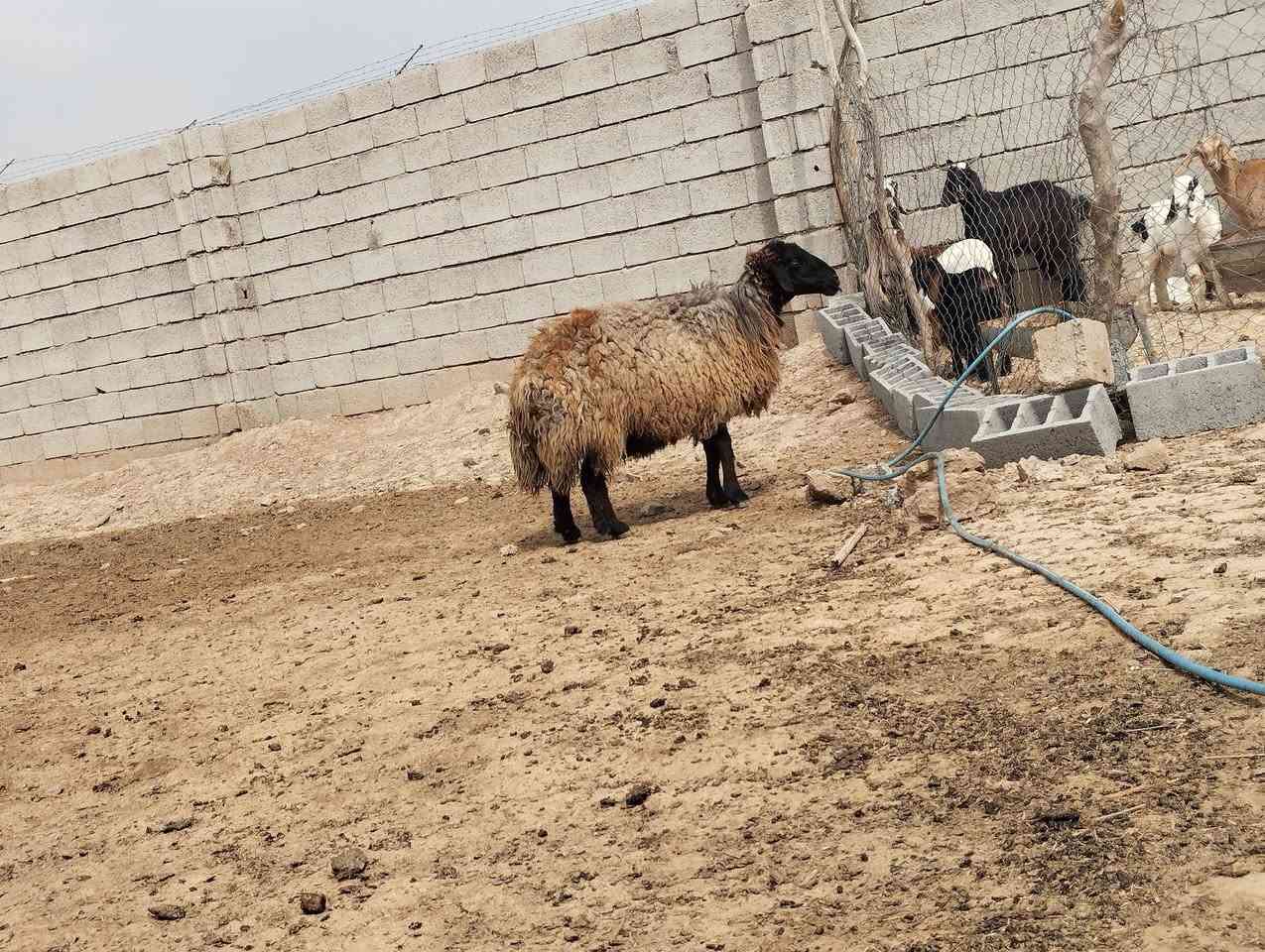 نعجه للبيع الاتصال ب***********
