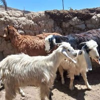 للبيع • نسائية • واتساب • سعر خاص