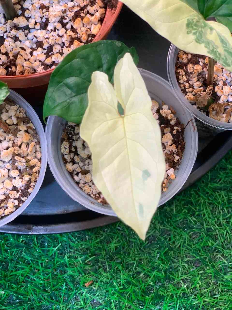 اسمه سنجنيوم او كف الوز نبات نادر جماله بأختلاف الوانه وهذا ما يميزه عن السنحنيوم العادي يتحمل اجواء العراق يحب الاناره المتوسطه والرطوبه يعيش في تربه خفيفه مما تحعله سريع النمو يتكاثر عن طريق العقل يعيش في التربه والماء متوفر عندنا سعره ب ٤٠٠٠ الاف يتوفر توصيل فقط كربلاء


**إذا كنت صاحب هذا الإعلان وتريد حذفه لأي سبب، رجاءا أرسل رسالة إلى الدعم الفني**