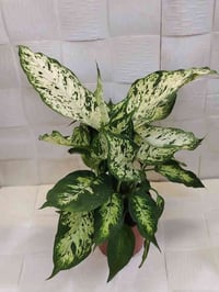 باخيا الهولندي • طوز سايدين • توصيل مجاني طوز