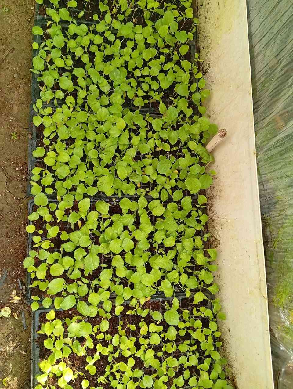 شتلات
طماطة عراقية وغير نوعية
فلفل حلو 
فلفل حار
فلفل عبود
باذنجان سوري 
باذنجان عراقي
@إشارة


**إذا كنت صاحب هذا الإعلان وتريد حذفه لأي سبب، رجاءا أرسل رسالة إلى الدعم الفني**