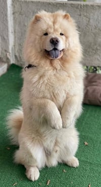 🐶 سەگی جۆری White Chow Chow بەردەستە 🐶 ✅ تەمەن: ٩ مانگ  ✅ ڕەنگ: سپی  ✅...