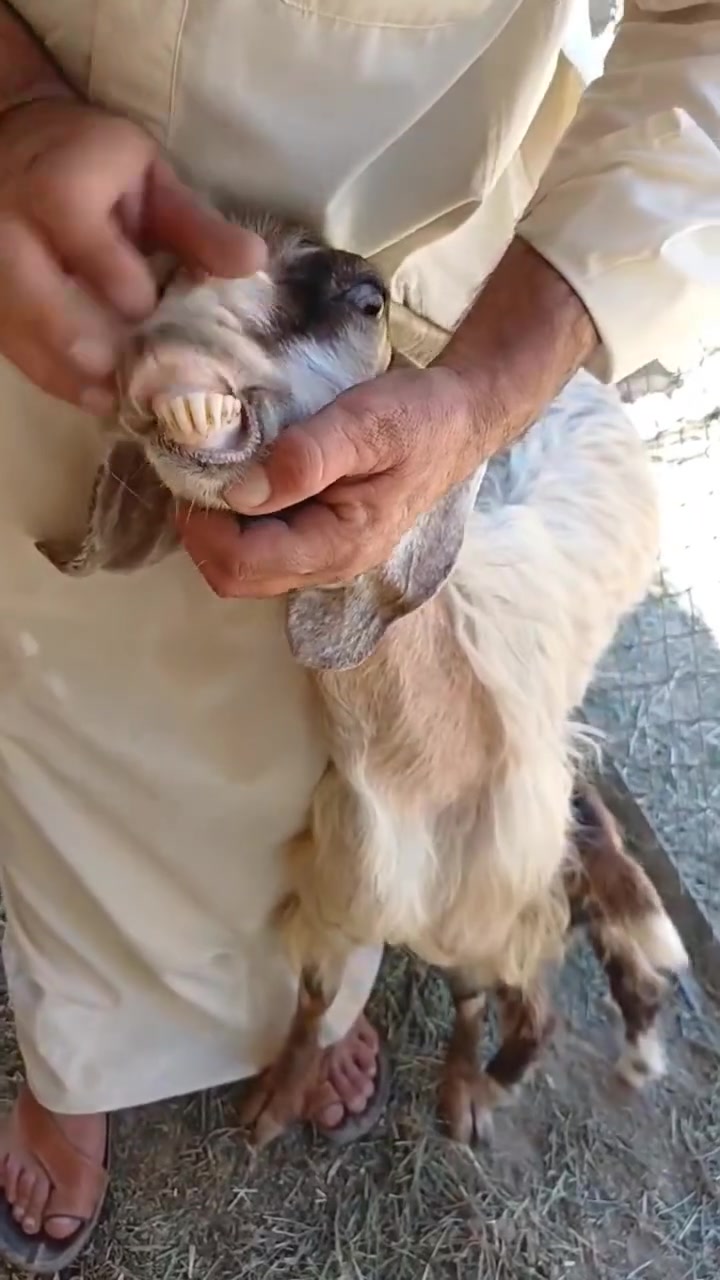 بسم الله على بركه الله 
عنز ثاني بطن توامه شرط نصاحه 
وراه جدي  وصخلة 
مشبعه ولده 
450.   وبيه مجال 
العنوان  بروانه 
تواصل *********** وتساب موجود
