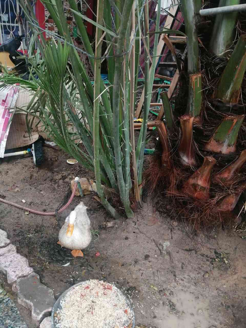 فرخ برحي للبيع استفسار ***********
