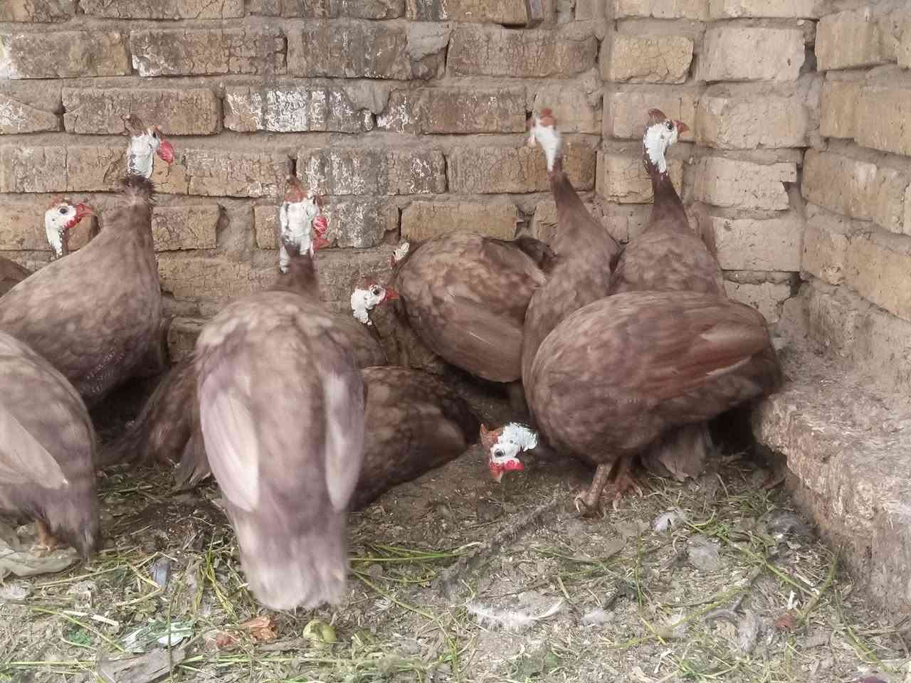 متوفر بجميع الوانه 
احمر ؤ اسود ؤ ابيض ؤ رصاصي 
ومتوفر دجاج ابراهما خط اول 
ؤ متوفر دجاج الاستارلوب الماني درجة اولى 
ومتوفر افراخ قبج بجميع الوانه 
ؤ متوفر فسيفس افراخ ؤ امايات بياض 
ؤ كرك درجة اولى 
للتواصل اؤ للاستفسار على الارقام التالية 
***********
