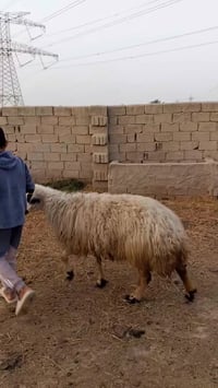 نعجه نضيفه • ولاد ٣ايام • النجف ناحية الحرية