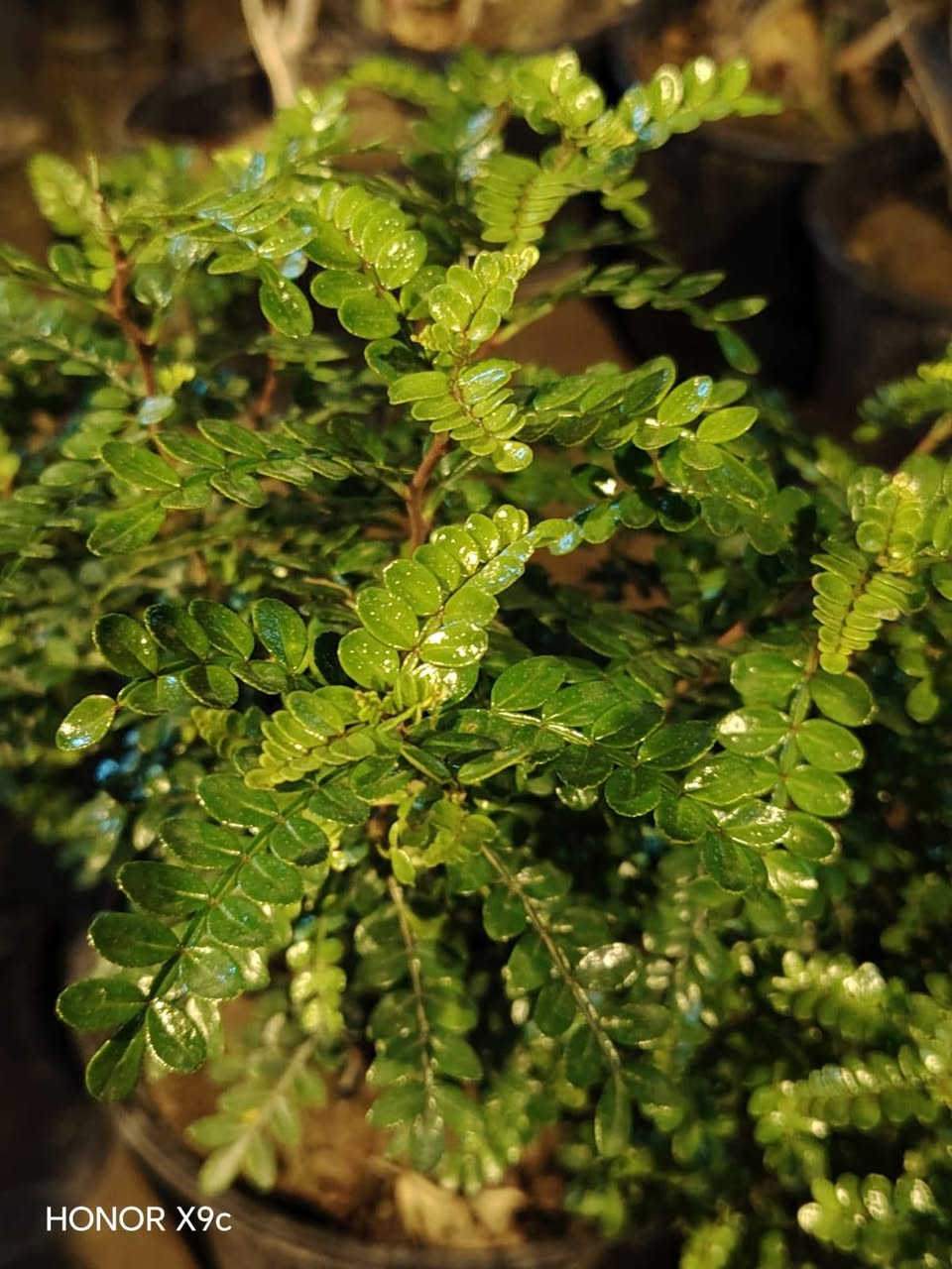 متوفر انواع الاشجار المثمره والحمضيات
والازهار العطريه  والبنات الضليه والخارجيه بااسعار جدا مناسبه والعرض محدود متوفر توصيل داخل السماوه
بالاضافه الئ اشجار النبك المطعم


**إذا كنت صاحب هذا الإعلان وتريد حذفه لأي سبب، رجاءا أرسل رسالة إلى الدعم الفني**