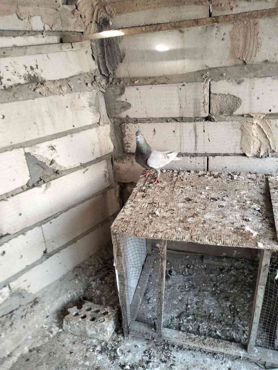 تك فحل بخاري وتك محيره لو فحل لو طيره زوجهن ب 15 بغداد بل حبيبيه يم صيطرت وليد *********** رقمي
