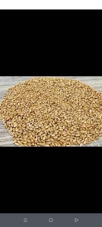 بذور حنطة للبيع نوع بيزنطية بنت المغلف  حنطة درجة اولى للاستفسار 07884...