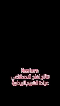 عجل سمنتال • تلقيح اصطناعي • عيادة الشهم