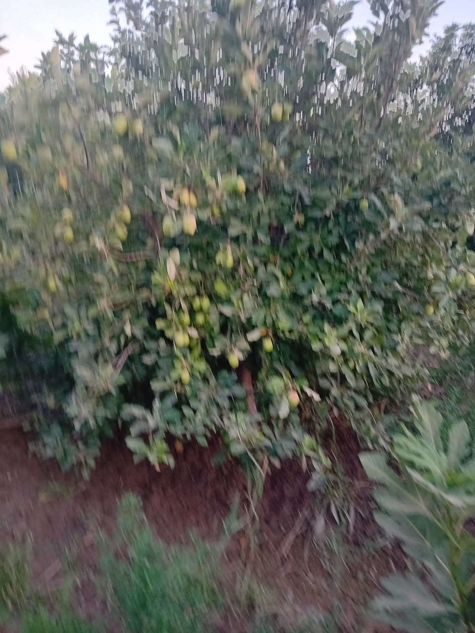 سلام عليكم من رخصت ابو الكروب مزرعة اللبيع طابو زراعي سند ٢٥ مساحة دونم ونص العنوان طريق السنية على شط صب السعر ٤٠ الاتصال على الرقم ***********
