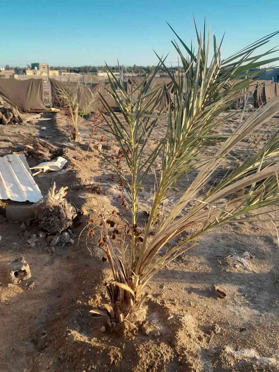 ٢٣٠٠ متر بي  بيت هيكل كونكريت مسبح محصر حلال مزروع جديد السعر ٩٠ مليون نهاية بزل مطشر ***********
