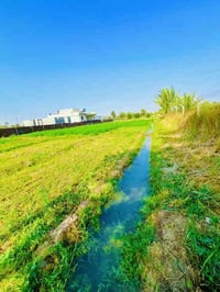 الحيدري بيت سعد البعيجي • ٤ دونم • بيتين