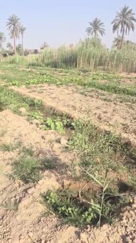 بسم الله الرحمن الرحيم 
تتوفر شتلات من ارقى اصناف الزيتون العالمية عالية الزيت
زيتون كوروناكي اليوناني واربكوين الاسباني التي تتميز بغزارة الإنتاج ونسبة عالية الزيت ومبكرة بالانتاج
البيع جملة ومفرد 
سعر المفرد 4 الاف 
للطلب *********** واتساب ماسنجر
